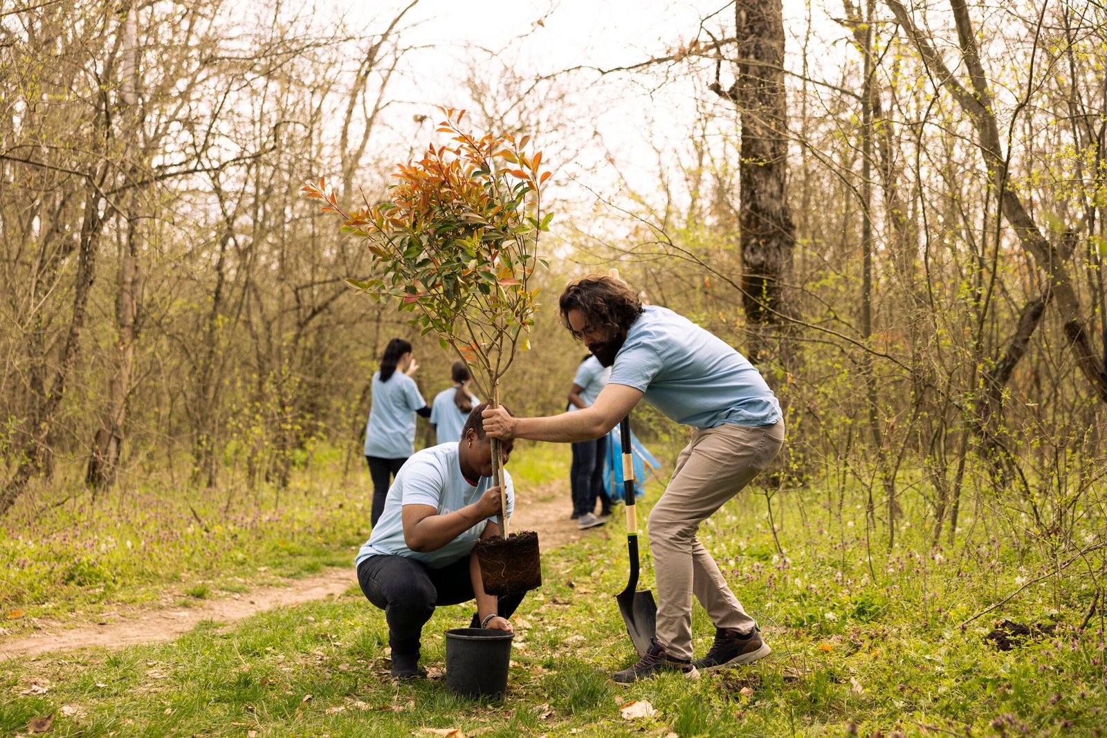 Team of environment volunteers digging holes and planting small trees